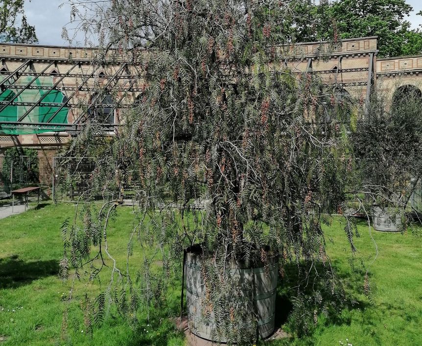 Botanischer Garten Karlsruhe, Pfefferbaum im Bereich des Wintergartens