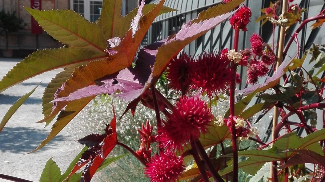 Botanischer Garten Karlsruhe, Rizinus 