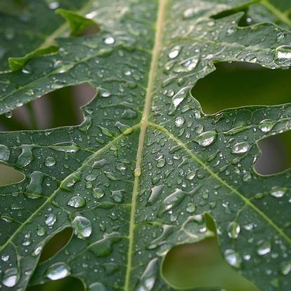 Botanischer Garten Karlsruhe, Detailaufnahme Blatt einer Papaya