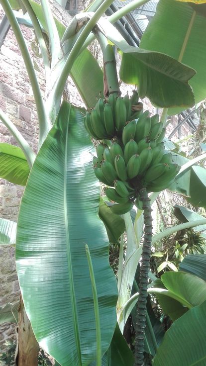 Botanischer Garten Karlsruhe, Banane