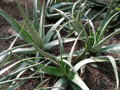 Botanischer Garten Karlsruhe, Aloe im Gewächshaus