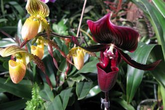 Botanischer Garten Karlsruhe, Gelbe und rote Blumen