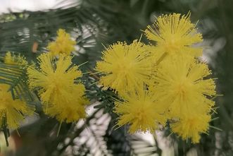 Botanischer Garten Karlsruhe, Kalthaus, Silberakazie