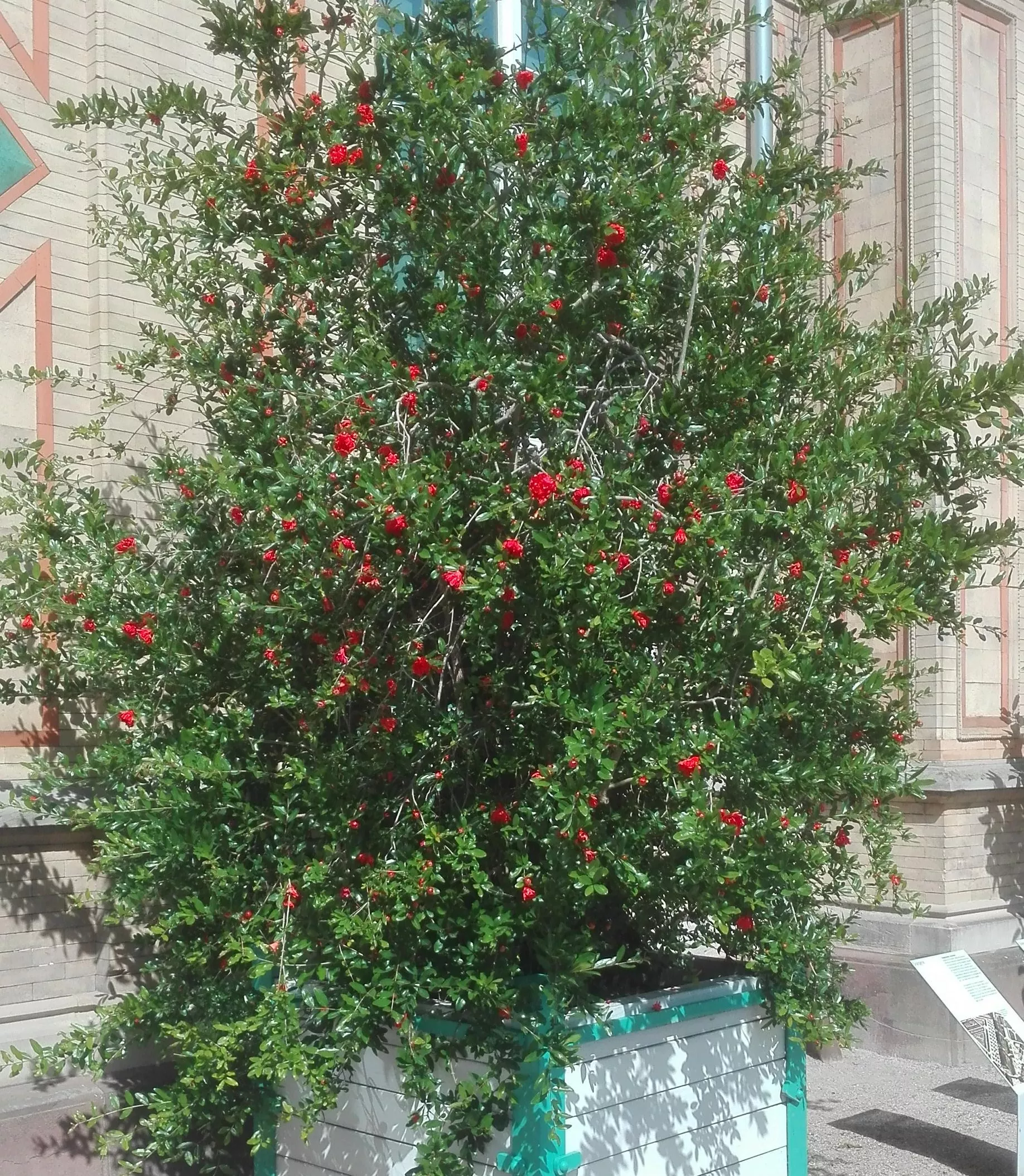rote bete pflanzen düngen Rote Bete, 3 Pflanzen – Pflanzen Jaeger main image 1