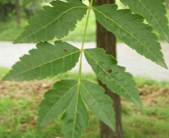 Leaves from the golden rain tree