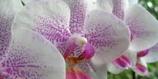 Blooming orchids at the Karlsruhe Botanical Gardens.