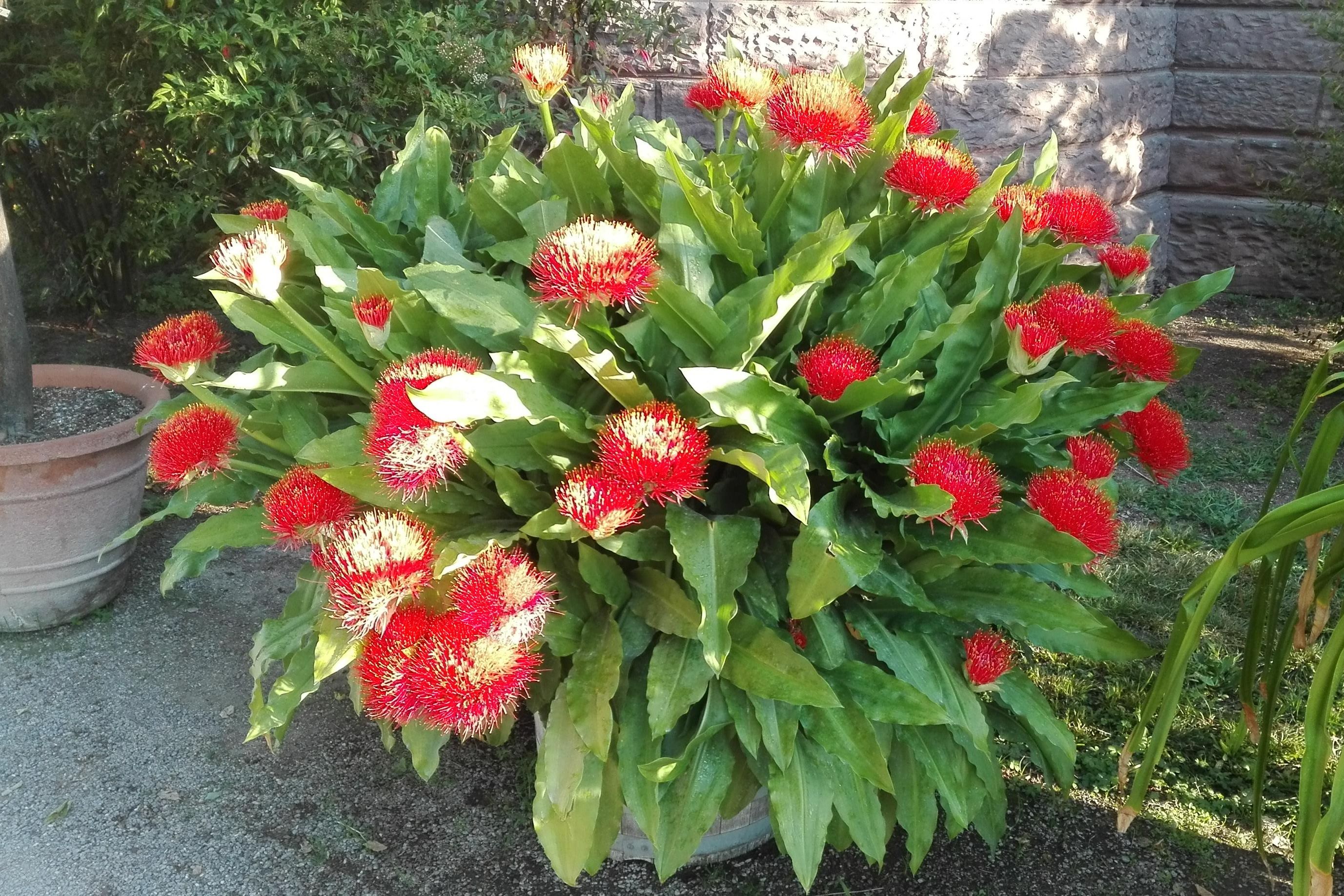 Botanischer Garten Karlsruhe, Blutblume im großen Pflanzkübel