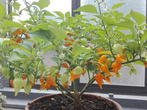 Botanischer Garten Karlsruhe, Capsicum chinense