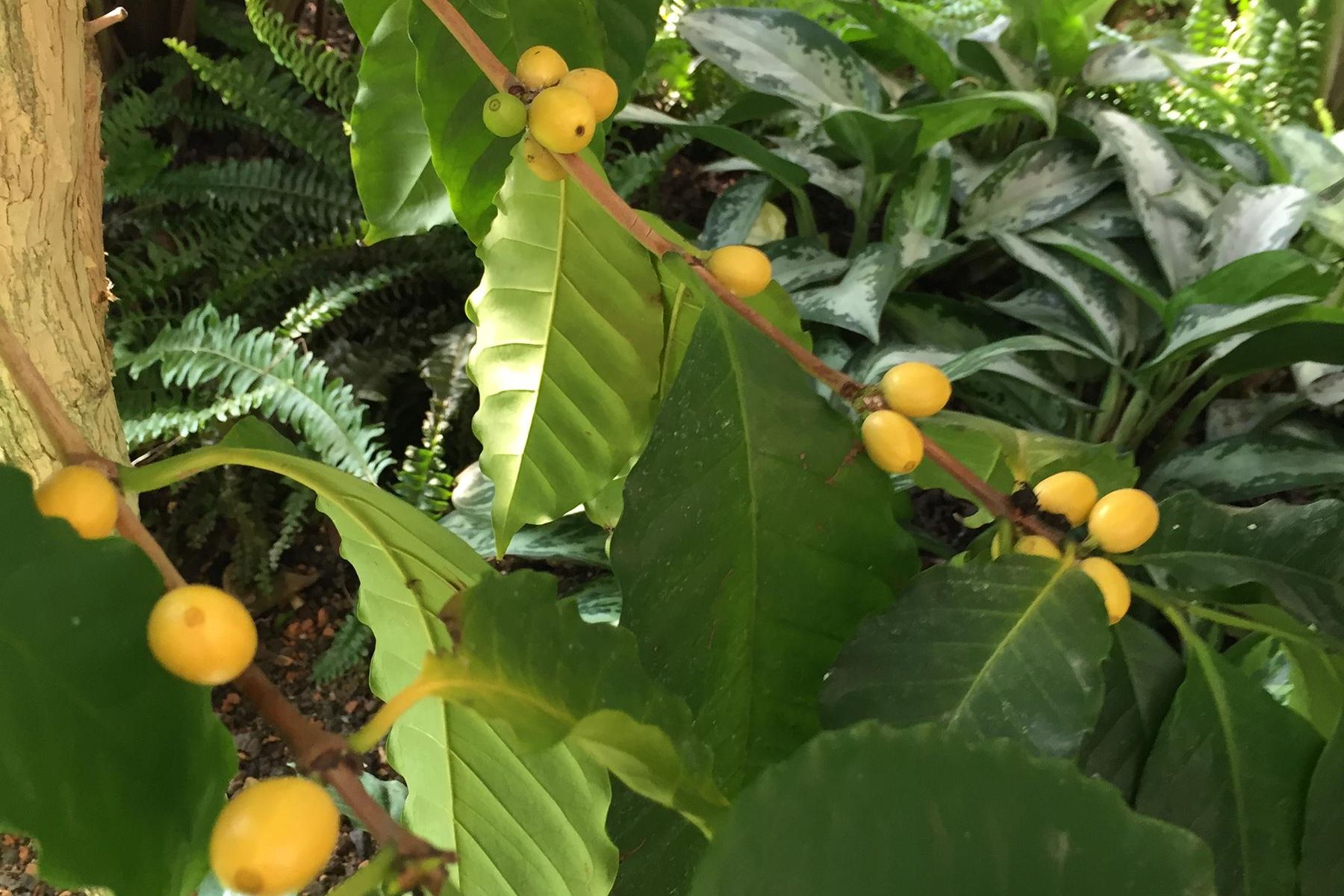 Botanischer Garten Karlsruhe, Kaffeepflanze