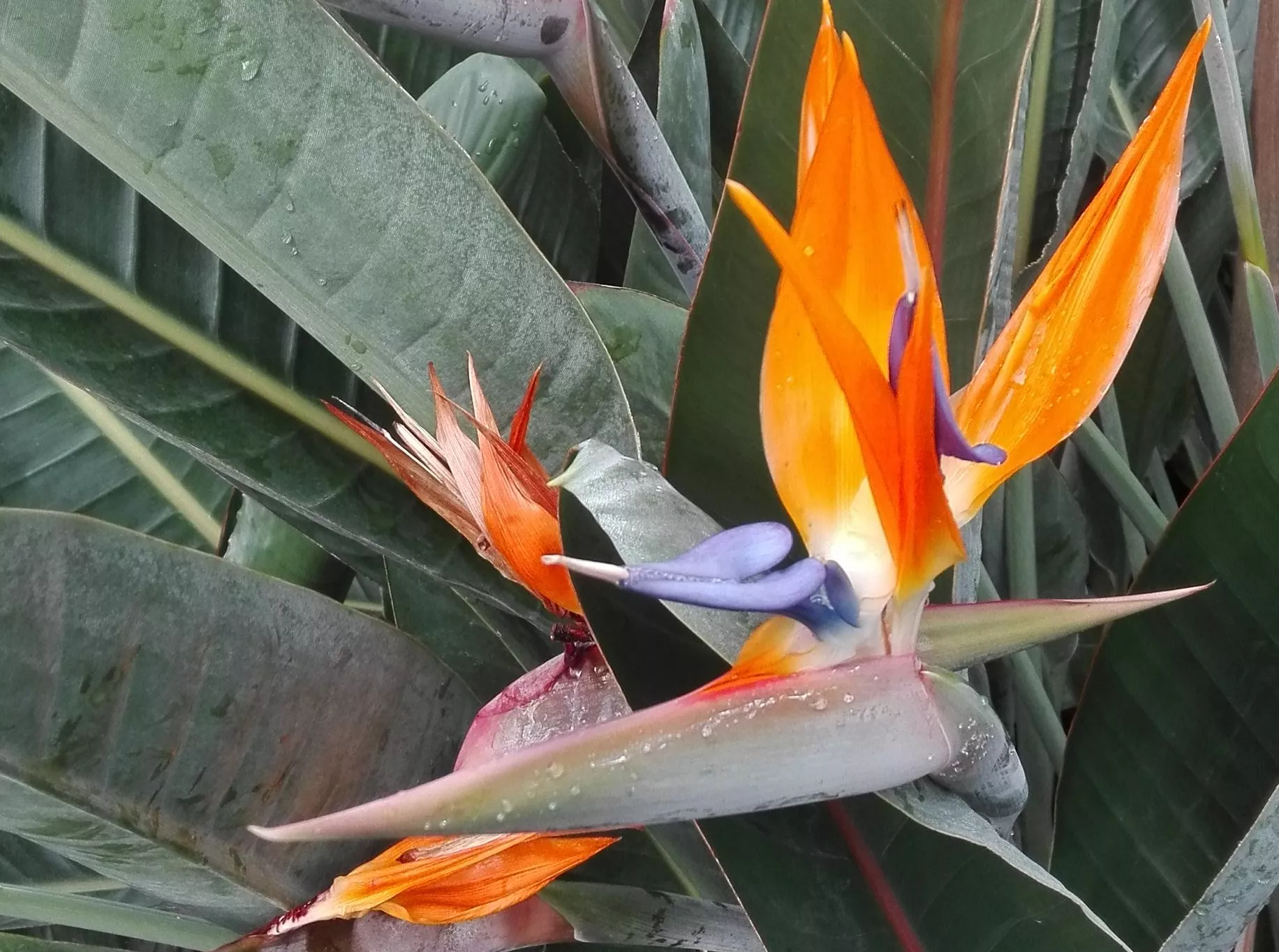 strelitzia xxl Strelitzia Nicolai Paradiesvogelblume XXL, 100cm  vielgrn