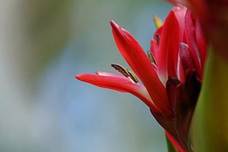 Botanischer Garten Karlsruhe,  Doryanthes palmeri