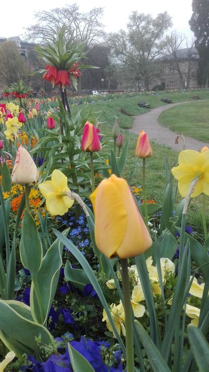 Botanischer Garten Karlsruhe, Tulpenblüte