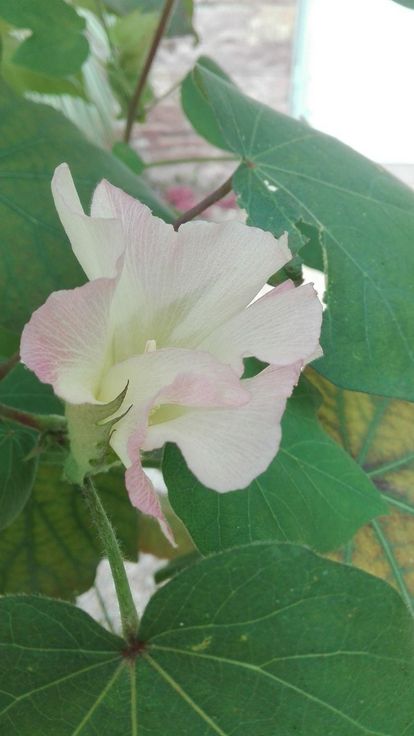 Botanischer Garten Karlsruhe, Baumwollblüte