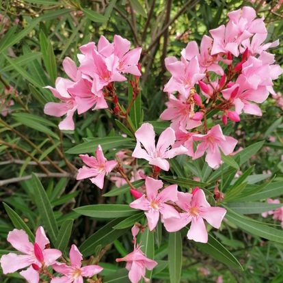 Botanischer Garten Karlsruhe, Oleanderblüten