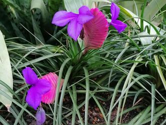 Botanischer Garten Karlsruhe, blaue Tillandsie