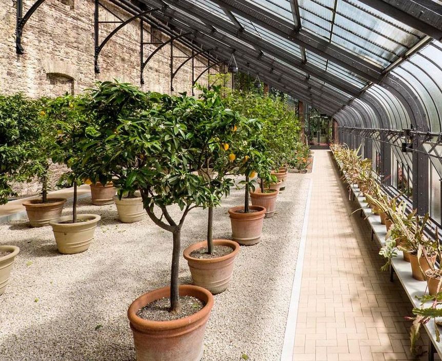 Orange trees at the Karlsruhe Botanical Gardens