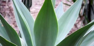 Agave americana im Botanischen Garten Karlsruhe