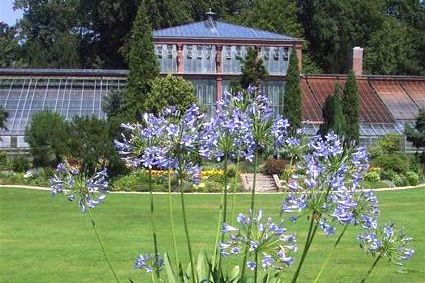 Botanischer Garten Karlsruhe, Agapanthus