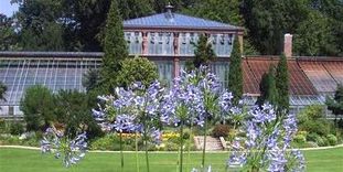 Botanischer Garten Karlsruhe, Agapanthus