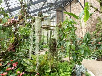 Botanischer Garten Karlsruhe, Pflanzen im Tropenhaus