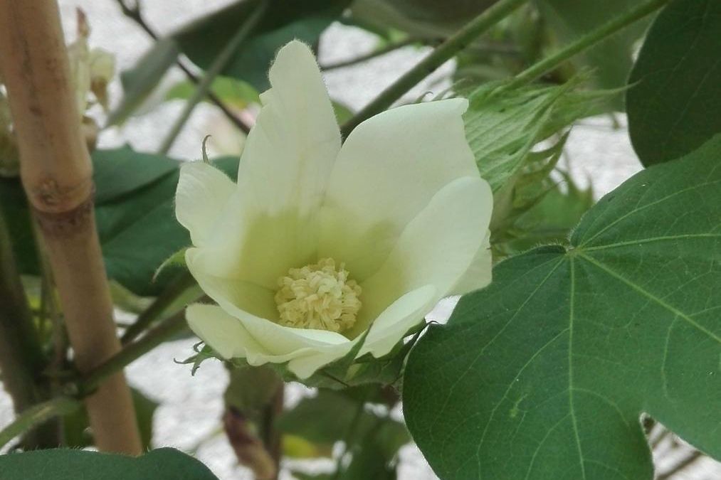 Botanischer Garten Karlsruhe, Baumwollblüte