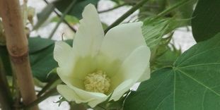 Botanischer Garten Karlsruhe, Baumwollblüte