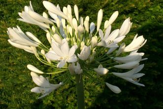 Botanischer Garten Karlsruhe, Agapanthus