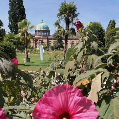 Botanischer Garten Karlsruhe, Blüte des Staudeneibischs