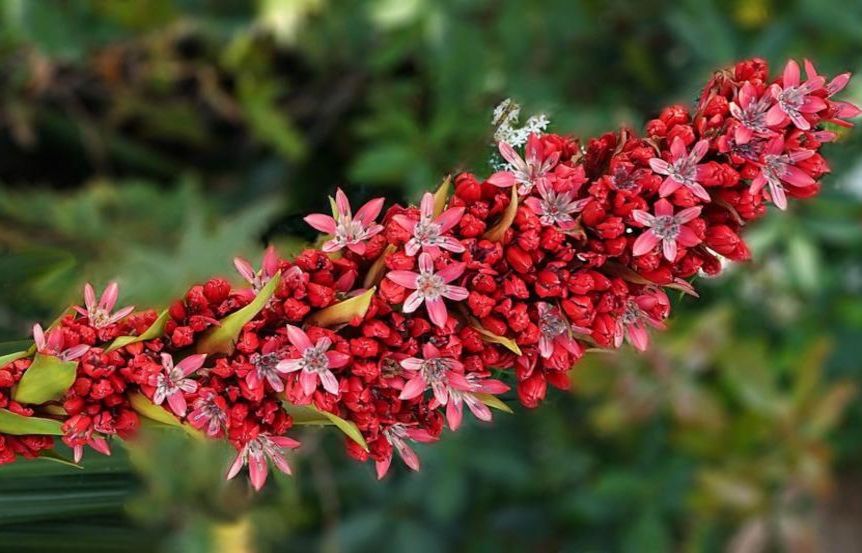 Botanische Garten Karlsruhe, Doryanthes palmeri