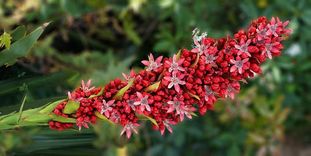 Botanische Garten Karlsruhe, Doryanthes palmeri