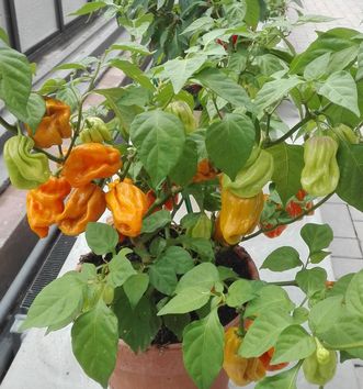 Botanischer Garten Karlsruhe, Capsicum