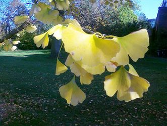 Botanischen Garten Karlsruhe, Blatt eines Ginkos