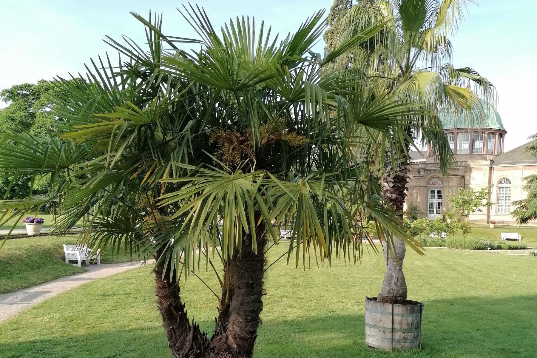 Botanischer Garten Karlsruhe, Hanfpalme