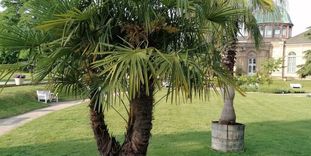 Botanischer Garten Karlsruhe, Hanfpalme