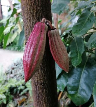 Botanischer Garten Karlsruhe, Kakaobaum