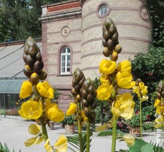 Botanischer Garten Karlsruhe, Senna didymobotrya