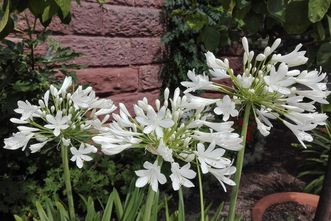 Botanischer Garten Karlsruhe, Agapanthus