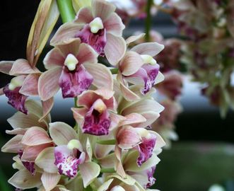 Hanging orchids at the Karlsruhe Botanical Gardens