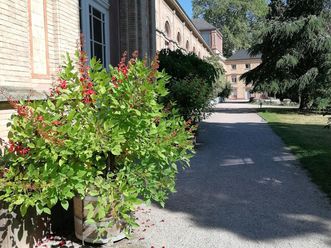 Botanischer Garten Karlsruhe, Korallenstrauch