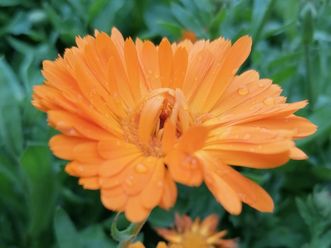 Botanischer Garten Karlsruhe, Detailaufnahme Ringelblumenblüte