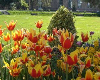 Botanischer Garten Karlsruhe, Tulpenblüte