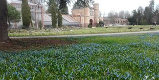 Botanischer Garten Karlsruhe, Scillablüte