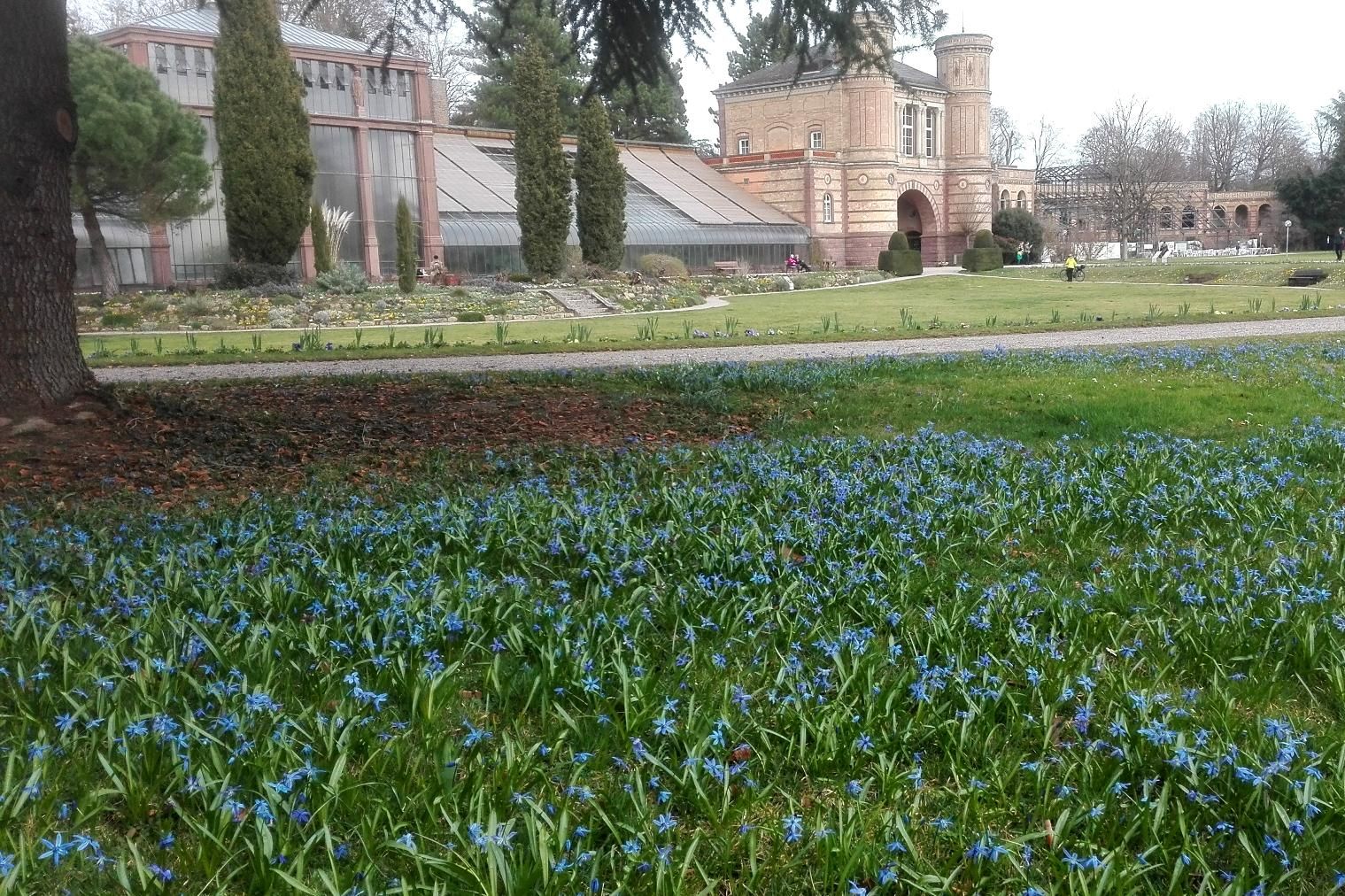 Botanischer Garten Karlsruhe, Scillablüte