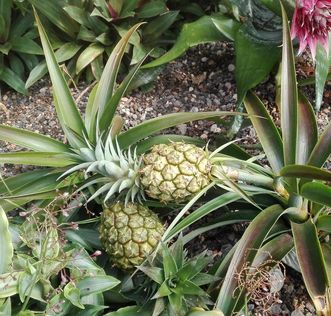 Botanischer Garten Karlsruhe, Ananas