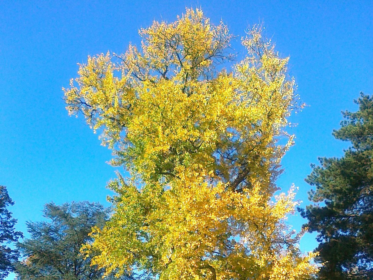 Ginkgo