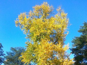 Botanischen Garten Karlsruhe, Ginko