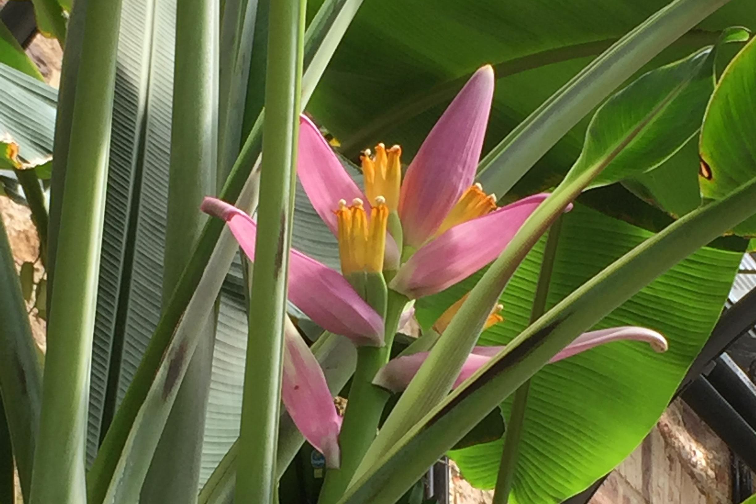 Botanischer Garten Karlsruhe, Bananenblüte