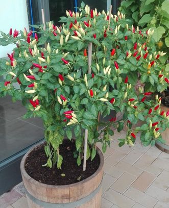 Botanischer Garten Karlsruhe, Capsicum annuum