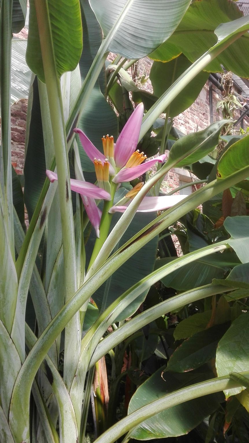 Botanischer Garten Karlsruhe, Banane