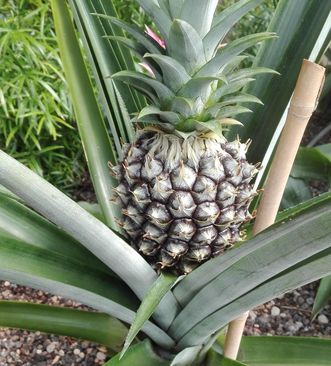 Botanischer Garten Karlsruhe, Ananas